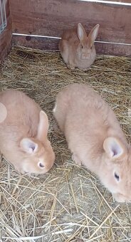 Burgundsky králik - 2