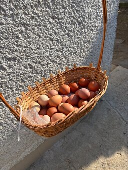 Vysokoznáškové nosnice / mládky - 2