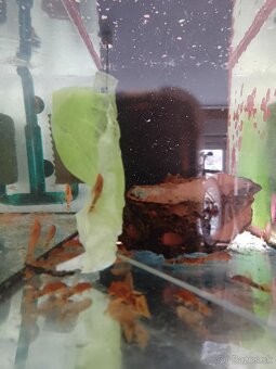 Ancistrus red x Brown LDA16. - 2