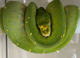 Morelia viridis - Pytón zelený - 2