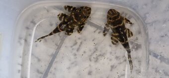 L204 panaqolus albivermis - 2