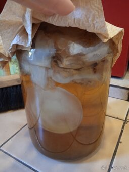 Kombucha - 2
