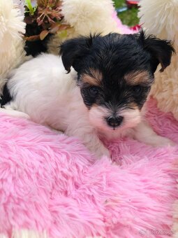 Predám Yorkshire Biwer Terrier - 2