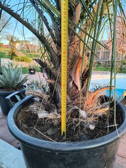Butia eriospatha - 2