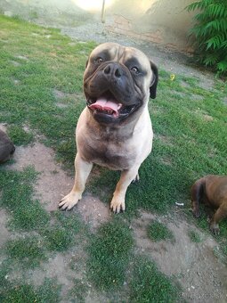 Bullmastiff - 2