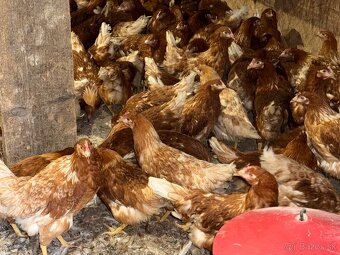 Sliepky Mládky Nosnice Lohman - 2