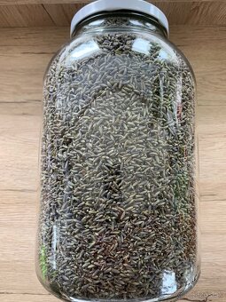 Levandula lekárska - 2