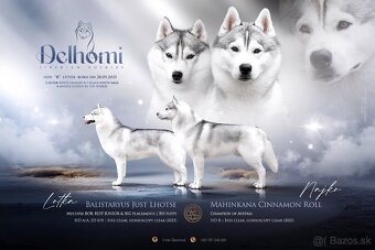 Exkluzívna fena sibírsky husky s PP - 2