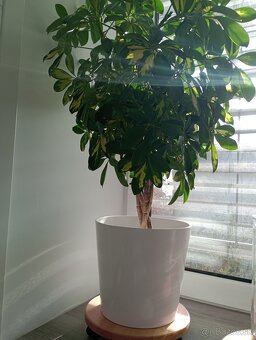 Izbovy kvet Schefflera - 2