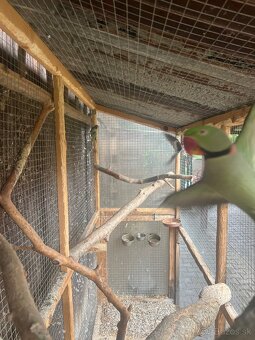 Predám samca Alexandra Veľkého - 2