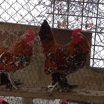 Milflérka trojfarebná - 2