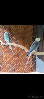 Predám Alexander malý violet Hch +modrá Hch - 2