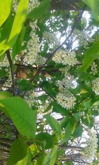 PRUNUS PADUS-májový strom - 2
