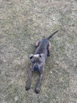 Bandog - 2