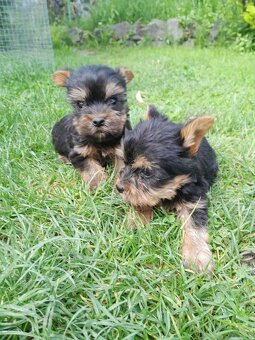 Yorkshirsky terier - mini yorky - 2