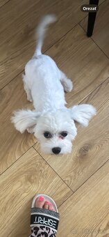Maltezák - 2