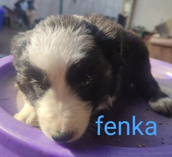 Predám Border kólie - šteniatka - 2