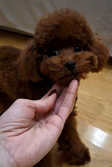 pudel teacup girl 6mes. 1.3kg - 2