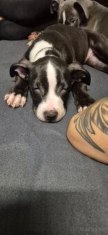 Americký Staford - 2