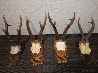 Parohy, zhody, trofeje, srnce - 2