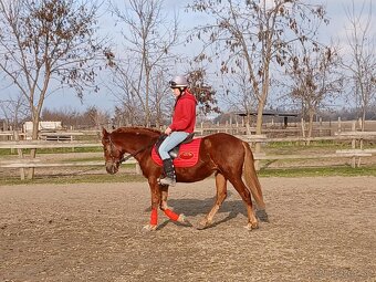 Welsh cob - 2