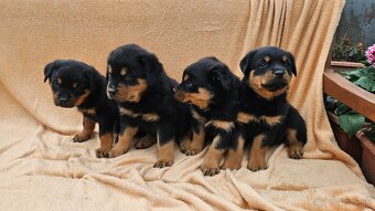 Rotvajler,rotveiler,rotvailer,rotwailer,rotweiler na predaj. - 2