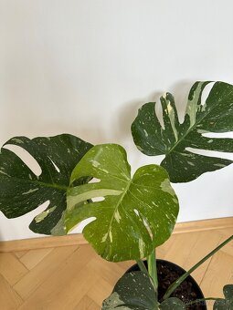 Monstera thai constalation - 2