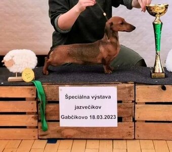Jazvečík hladkosrstý trpasličí - králičí s pp. - 2