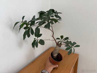 Bonsaj - Ficus Ginseng - 2