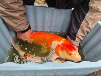 Koi kapre - 2