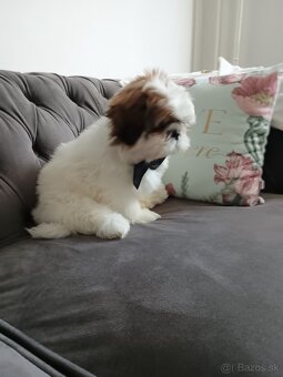 Shih tzu - 2