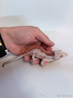 Pagekón hrbolkohlavý - Rhacodactylus auriculatus - 2