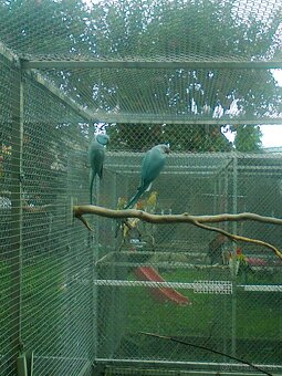 Alexander maly modry - 2