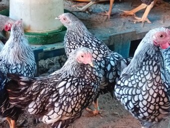 Wyandotkak zdrobnela - 2