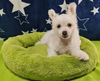 čínsky chocholatý pes - 2