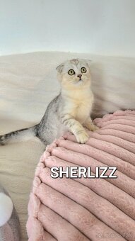 Škótske mačiatka s PP/F.TICA 27 - 2