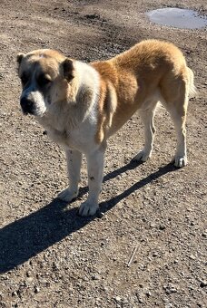 Stredoazijsky ovčiak/SAO - 2