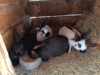 Predám králiky Nos - 2