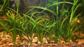 Akvarijné rastlinky - 2