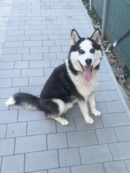 Sibírsky husky - 2