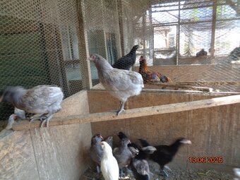 Sliepky plemena Araucana - 2