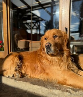 Zlatý retriever na krytie - 2