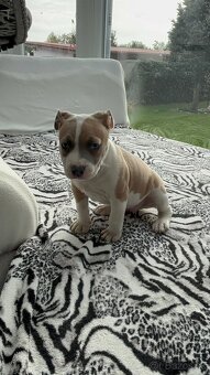 Stafford terrier - 2