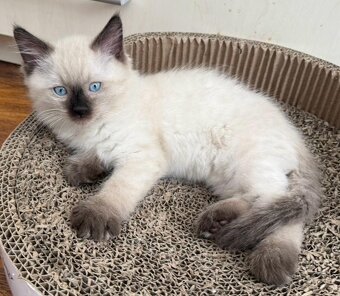 Ragdoll kocúrikovia - 2