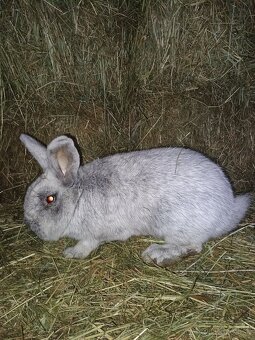 Veľký svetlý strieborný - 2