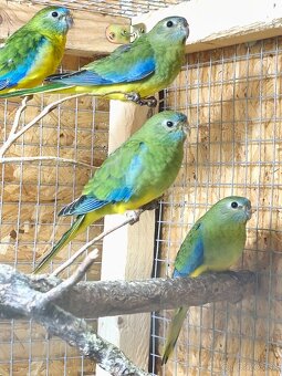 Neofema tyrkysová - 2