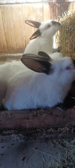 Predám kalif. králiky - 2