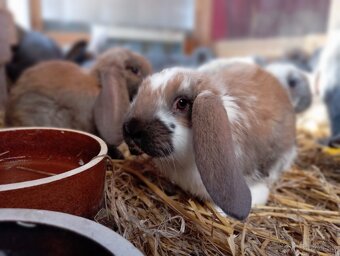 Francuzske barany - 2