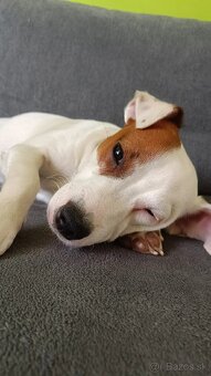 Jack Russel - 2