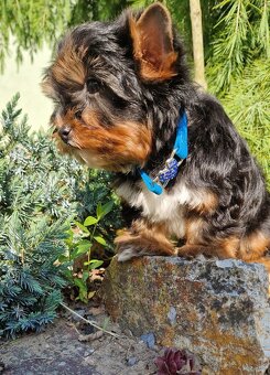 Yorkshire terrier - 2